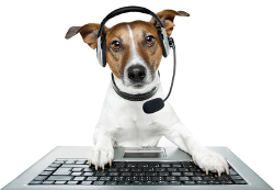 dog with headphones